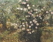 Rosebush in Blossom (nn04) Vincent Van Gogh